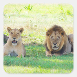 Tanzania Lions Safari op Stickers