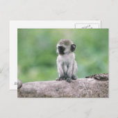 Tanzania, Ngorogoro-krater. Sluiting van het wild Briefkaart (Voorkant / Achterkant)