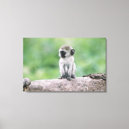 Tanzania, Ngorogoro-krater. Sluiting van het wild Canvas Afdruk (Voorkant)