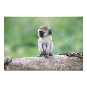 Tanzania, Ngorogoro-krater. Sluiting van het wild Foto Afdruk