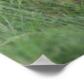 Tanzania, Ngorongoro-krater. Afrikaanse leeumoeder Poster (Hoek)