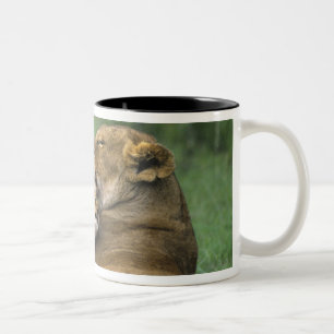 Tanzania, Ngorongoro-krater. Afrikaanse leeuwenmoe Tweekleurige Koffiemok