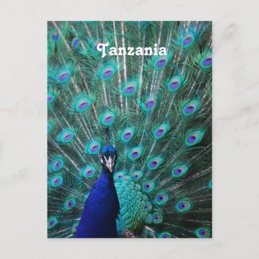 Tanzania Peacock Briefkaart (Voorkant)