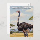 Tanzania Tarangire National Park Zebra Briefkaart (Voorkant / Achterkant)