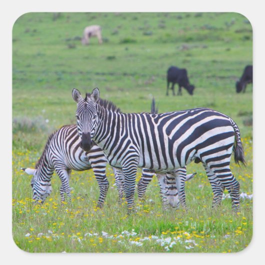 Tanzania Zebra Stickers (Voorkant)