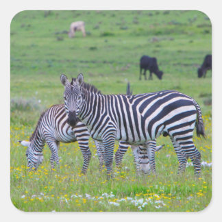Tanzania Zebra Stickers