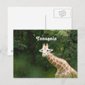 Tanzaniaanse Giraffe Briefkaart (Voorkant / Achterkant)