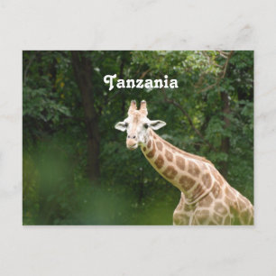 Tanzaniaanse Giraffe Briefkaart