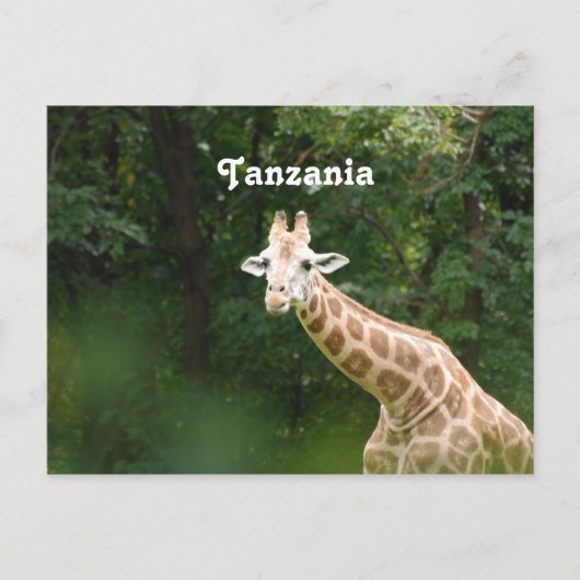 Tanzaniaanse Giraffe Briefkaart (Voorkant)