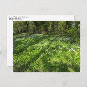 Tapijt van wilde knoflook met boomschaduwen. briefkaart (Voorkant / Achterkant)