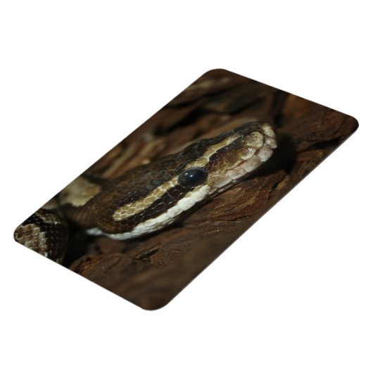 tapijtpython magneet (Linkerzijde)