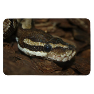 tapijtpython magneet