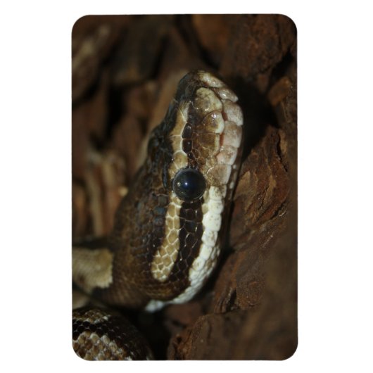 tapijtpython magneet (Verticaal)