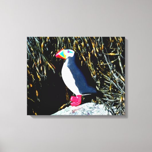 tapijtschelp in een tapijtschelp canvas afdruk (Voorkant)