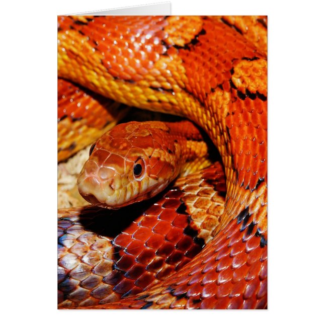 tapijtslang (Voorkant)