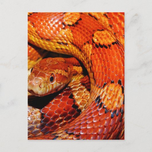 tapijtslang briefkaart (Voorkant)