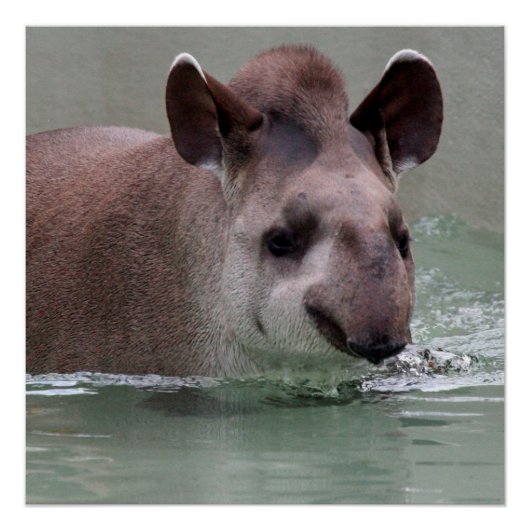 Tapir_2015_0101 Poster (Voorkant)