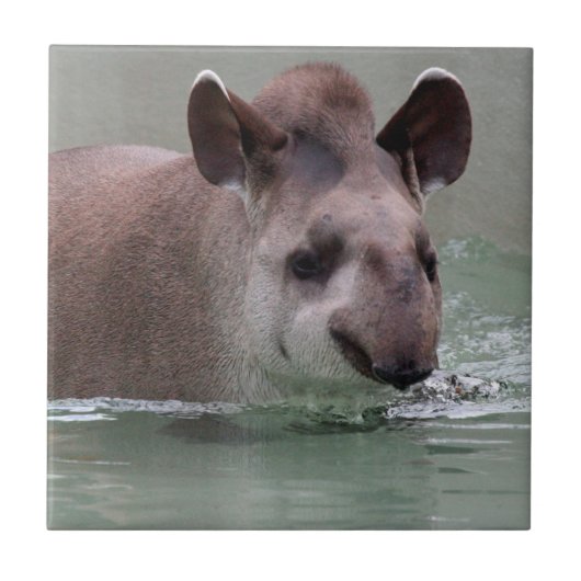 Tapir_2015_0101 Tegeltje (Voorkant)