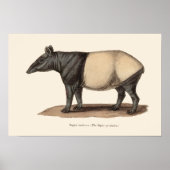 TAPIR AFDRUKKEN POSTER (Voorkant)