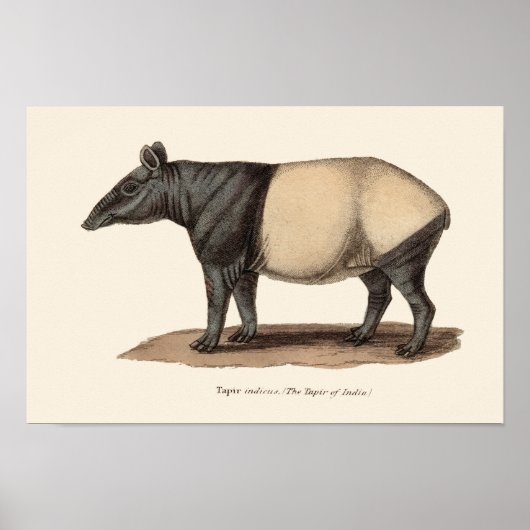 TAPIR AFDRUKKEN POSTER (Voorkant)