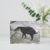 Tapir Briefkaart (Staand voorkant)