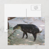 Tapir Briefkaart (Voorkant / Achterkant)