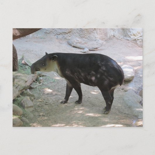 Tapir Briefkaart (Voorkant)