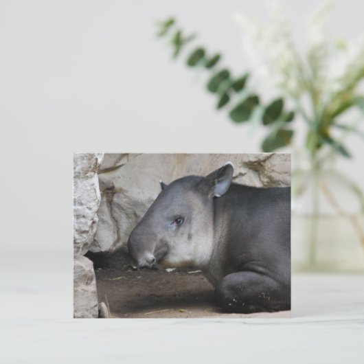 Tapir Briefkaart (Staand voorkant)