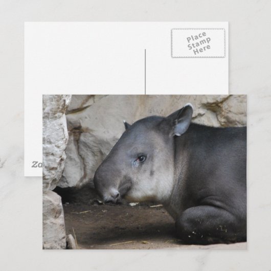 Tapir Briefkaart (Voorkant / Achterkant)