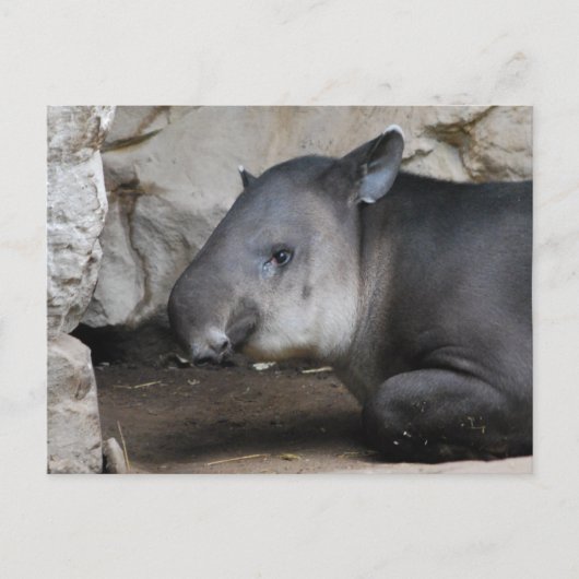 Tapir Briefkaart (Voorkant)