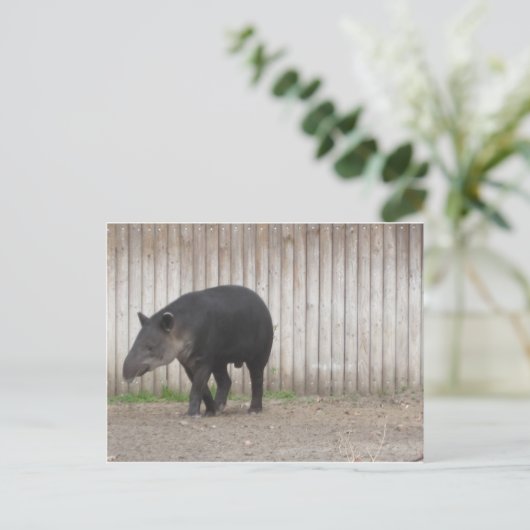 Tapir Briefkaart (Staand voorkant)