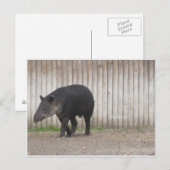 Tapir Briefkaart (Voorkant / Achterkant)