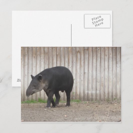 Tapir Briefkaart (Voorkant / Achterkant)