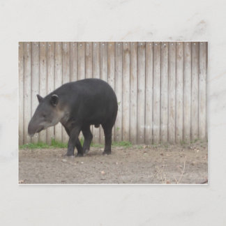 Tapir Briefkaart