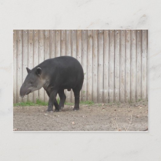 Tapir Briefkaart (Voorkant)