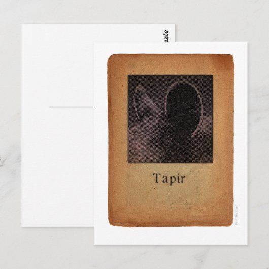 Tapir Briefkaart (Voorkant / Achterkant)