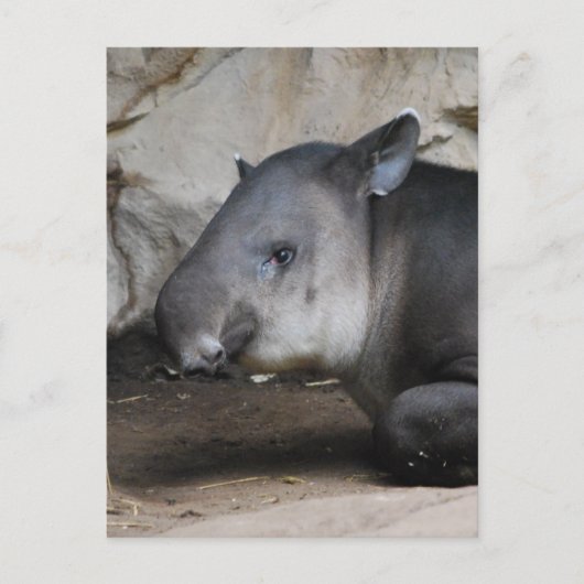 Tapir Briefkaart (Voorkant)