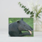 Tapir Briefkaart (Staand voorkant)