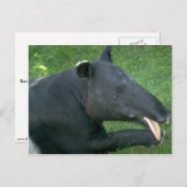 Tapir Briefkaart (Voorkant / Achterkant)