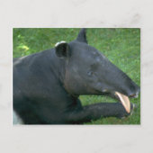 Tapir Briefkaart (Voorkant)