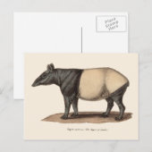 TAPIR-BRIEFKAART BRIEFKAART (Voorkant / Achterkant)