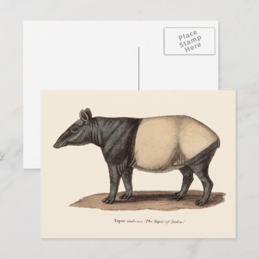 TAPIR-BRIEFKAART BRIEFKAART (Voorkant / Achterkant)