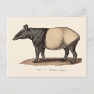 TAPIR-BRIEFKAART BRIEFKAART