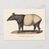 TAPIR-BRIEFKAART BRIEFKAART (Voorkant)
