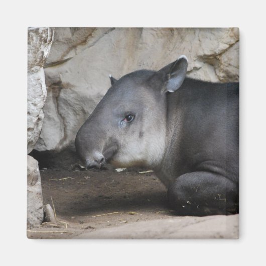 tapir magneet (Voorkant)