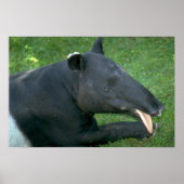 Tapir Poster (Voorkant)