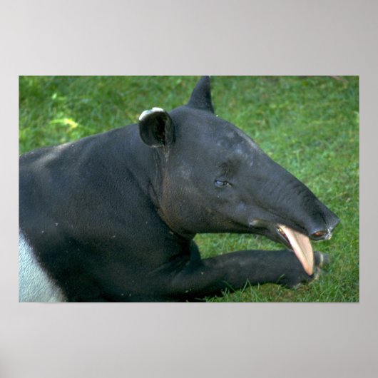 Tapir Poster (Voorkant)