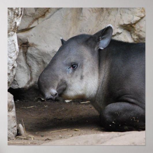 Tapir Poster (Voorkant)