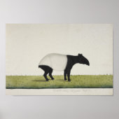 Tapir Poster (Voorkant)