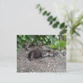 tapir slaapt op zand briefkaart (Staand voorkant)